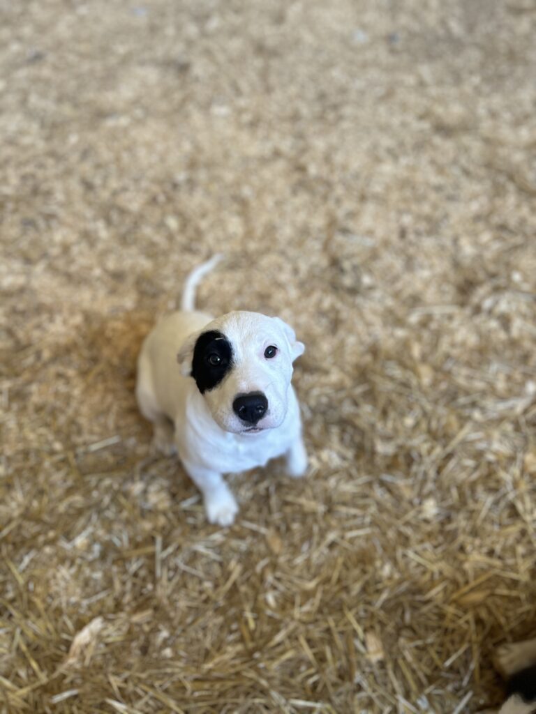 Oscar